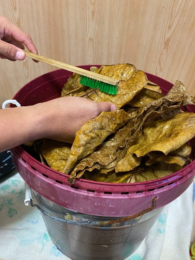 沖縄県やんばる産マジックリーフ 1kg UV殺菌灯照射済み①