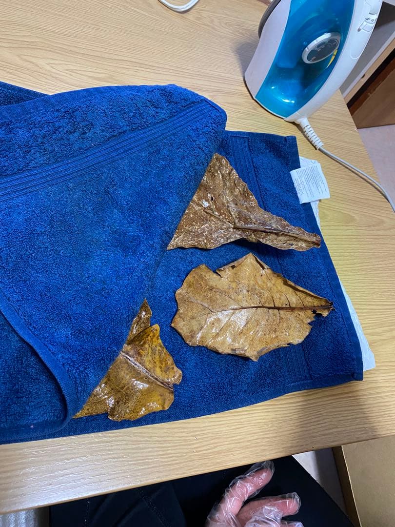 沖縄県やんばる産マジックリーフ 1kg UV殺菌灯照射済み①