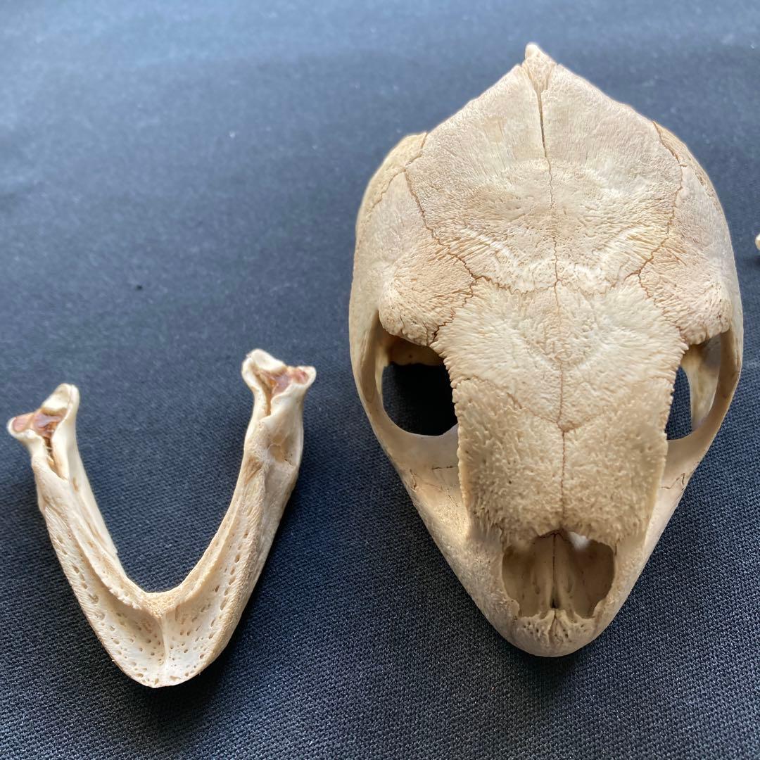 ウミガメの頭骨・頸椎他