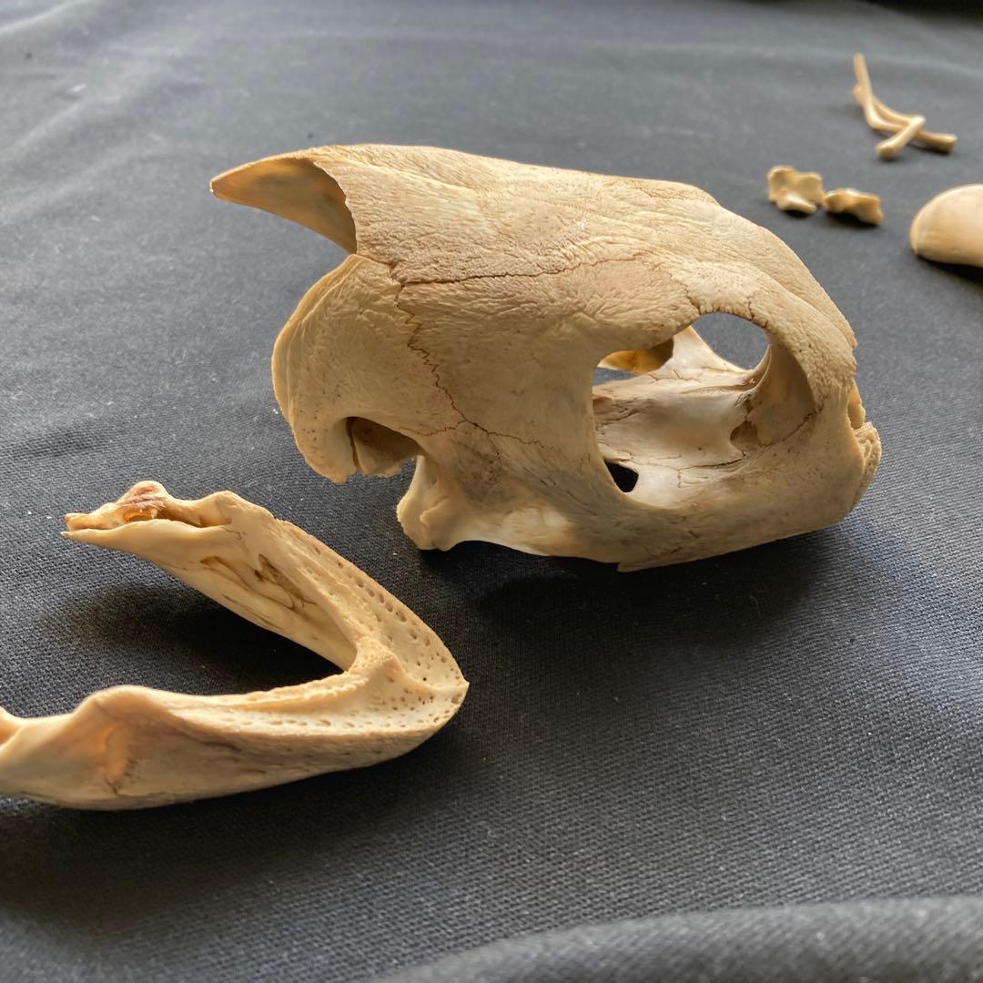 ウミガメの頭骨・頸椎他