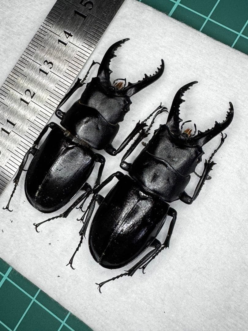 ハチジョウノコギリクワガタ 中歯標本