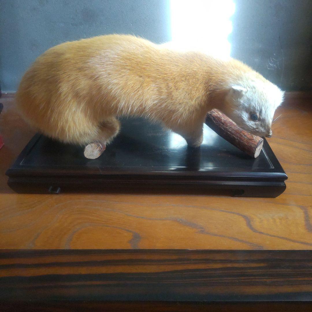 剥製 てん 約45cm