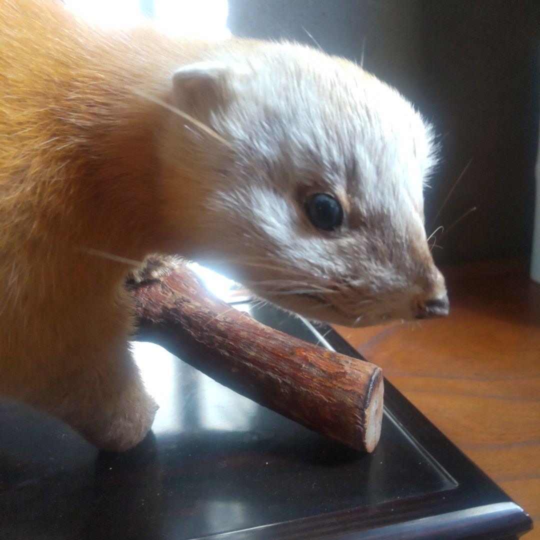 剥製 てん 約45cm