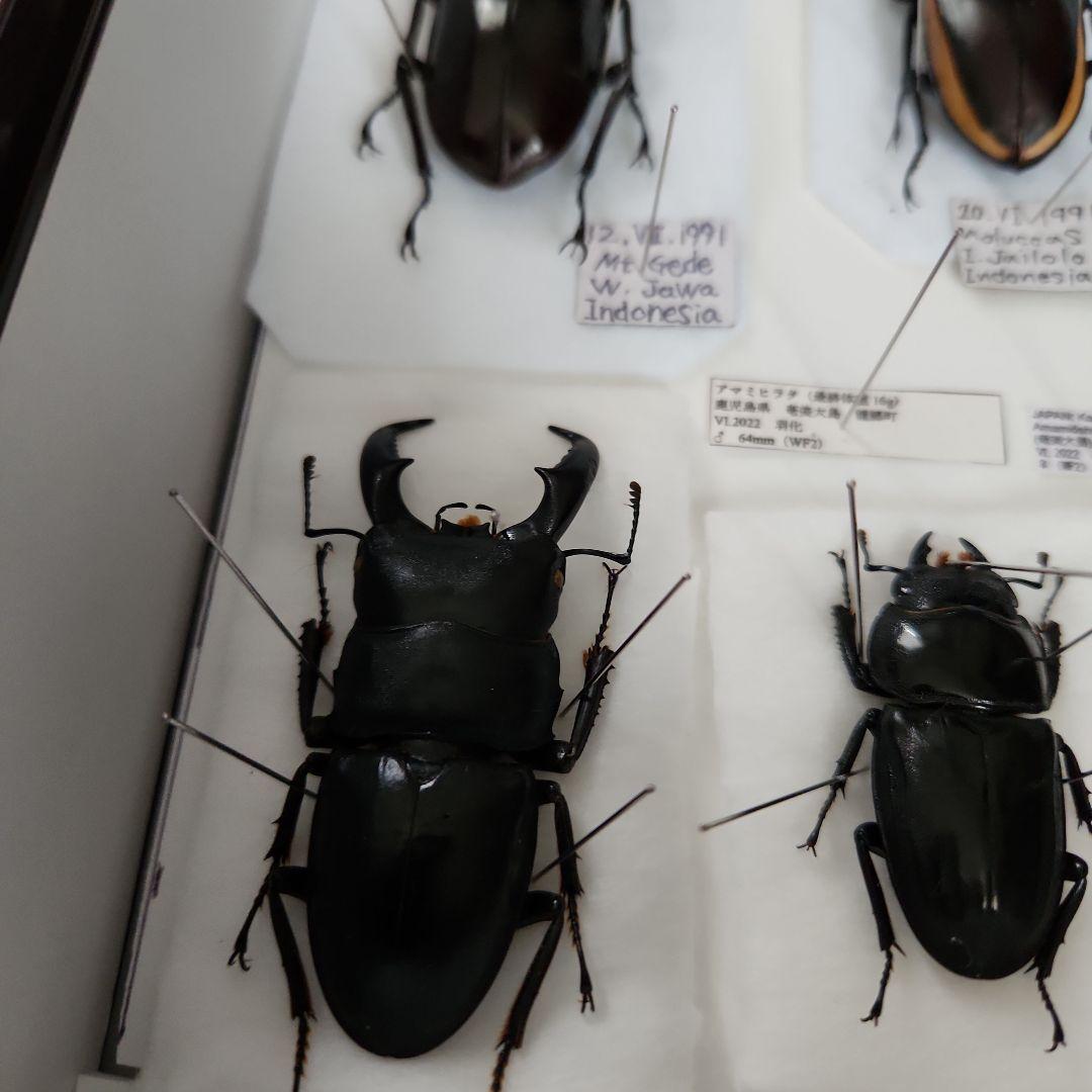 昆虫標本(クワガタ), 8種類