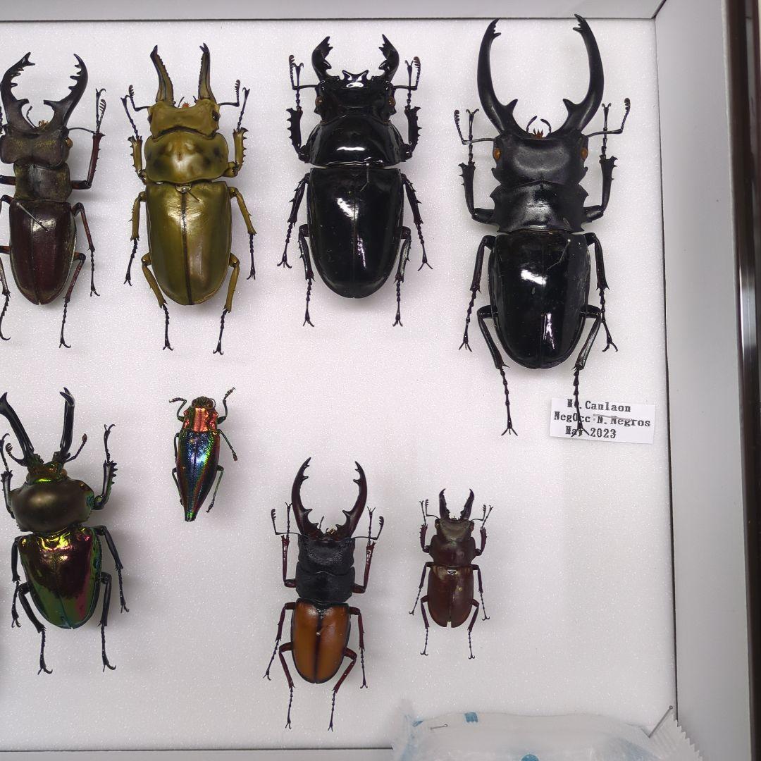 海外　クワガタ　　標本　セット　シーラ箱入り