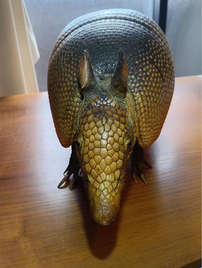 ココノオビアルマジロ　剥製　ワシントン条約 ・日本国内法（種の保存法）対象外