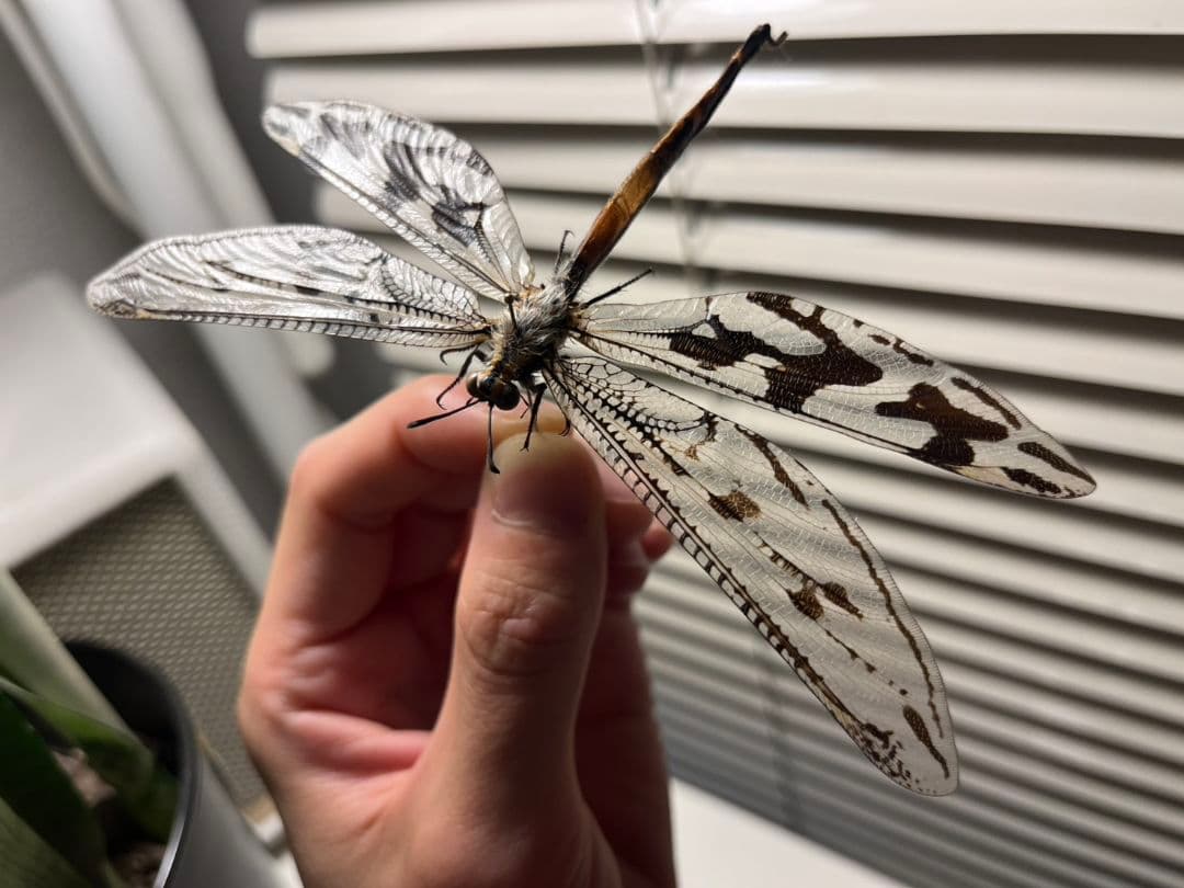 【蜻蛉最大種】Palpares sp.アミメカゲロウウスバカゲロウトンボゼミセミ