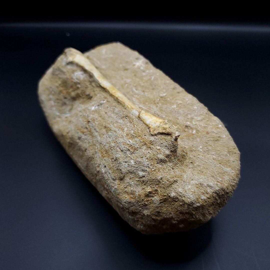 希少 翼竜 アルシオーネ 骨 化石 本物 モロッコ産 190.47mm yk3