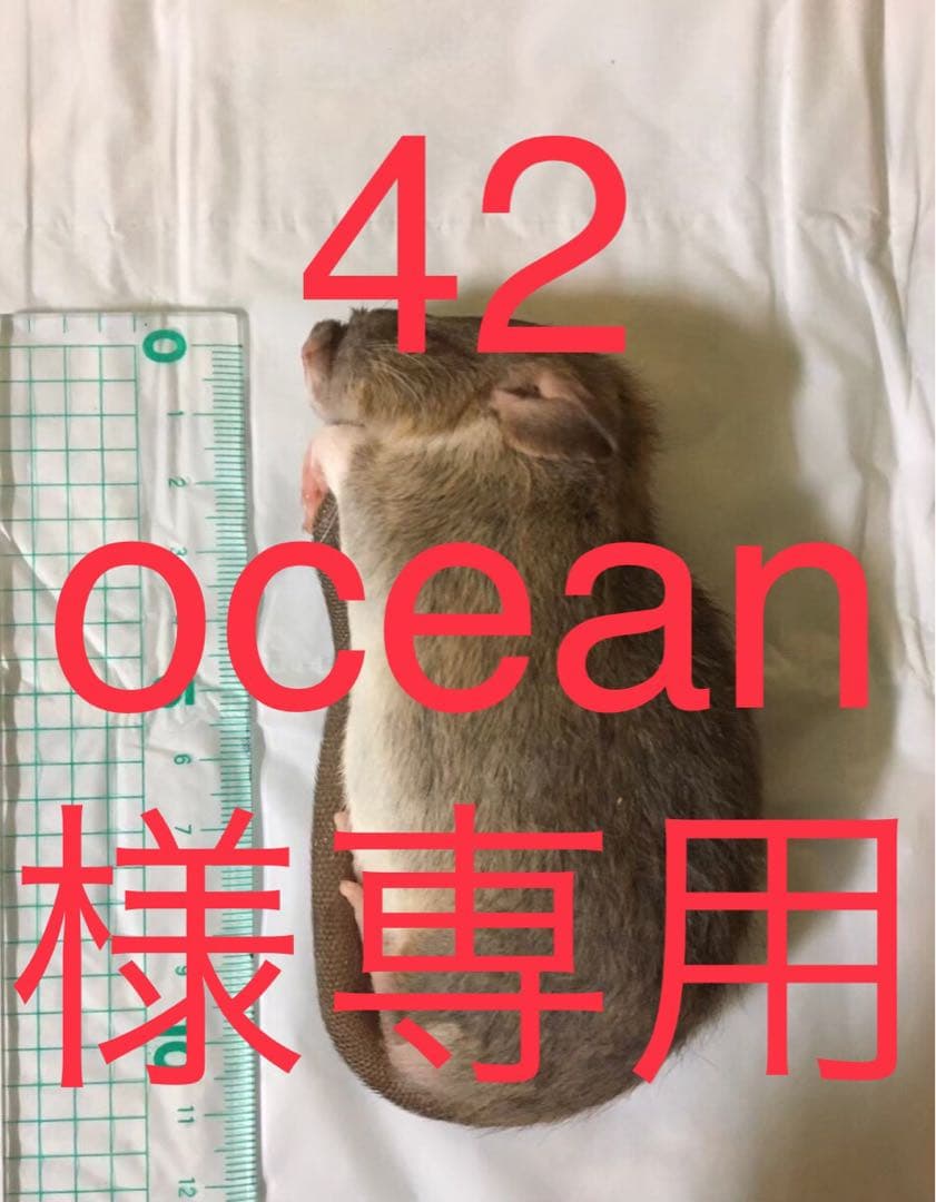 爬虫類・両生類のエサ ADL30 SM20 ML30