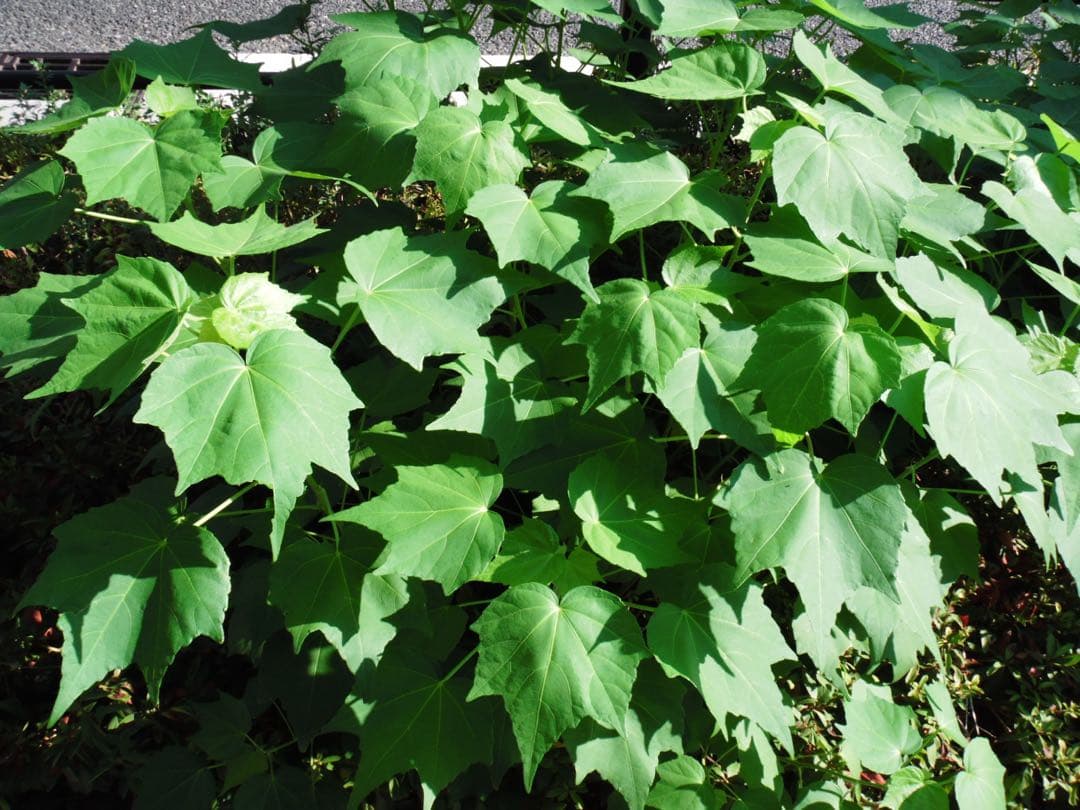 【作例あり】FUJIFILM finepix Z300 ピンク CCDセンサー