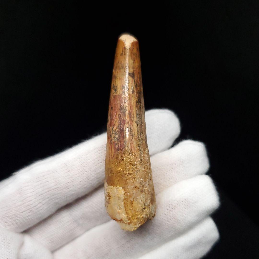 スピノサウルス 本物 モロッコ産 58.21mm sp463
