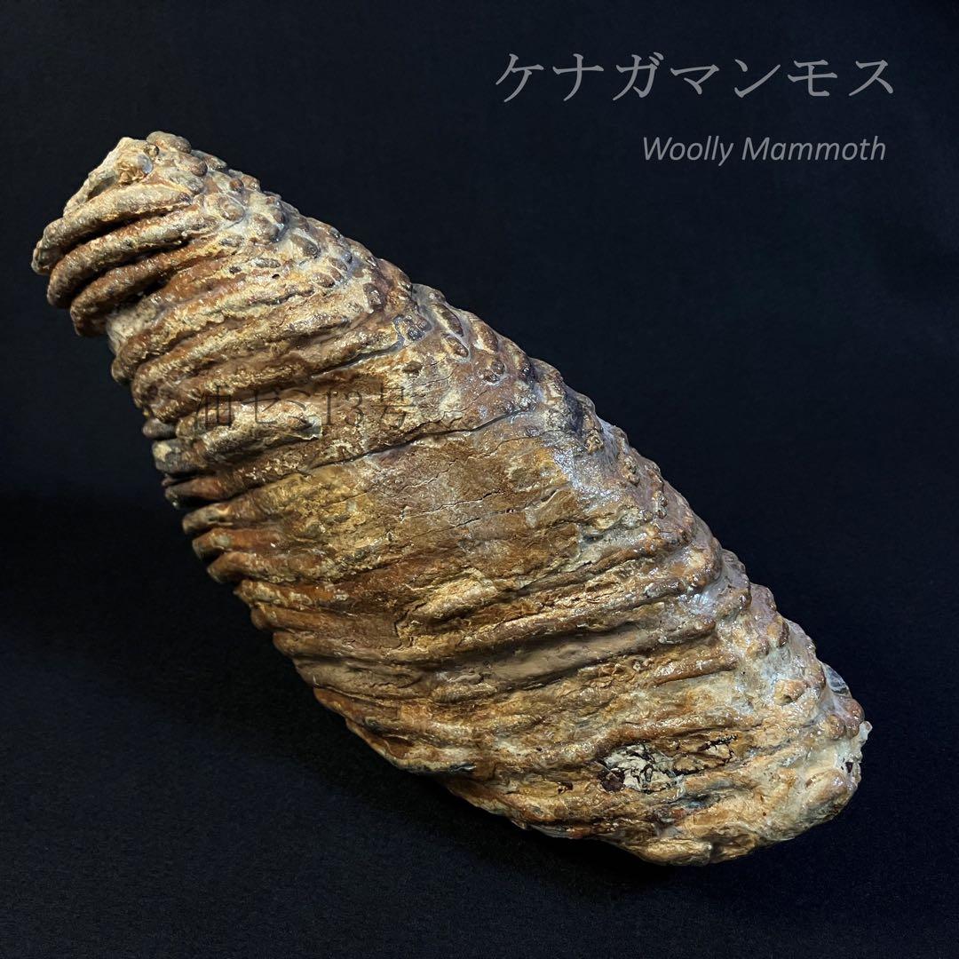 ケナガマンモス　臼歯　化石