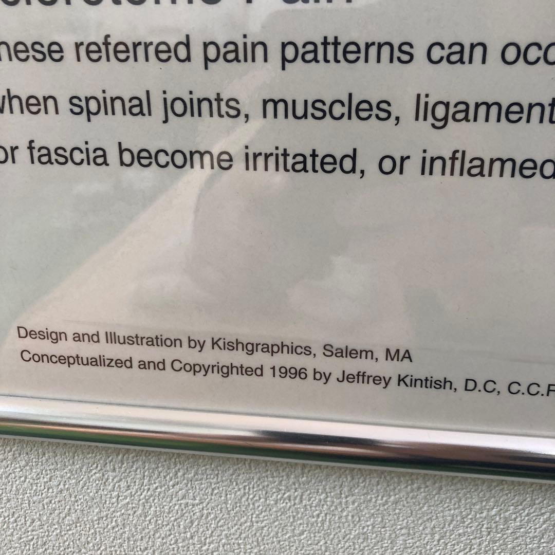 Sclerotome Pain 解剖図！カイロ！整体！鍼灸！エステ！トレーナー！