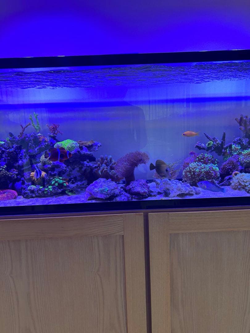 【★】ライブロックセット　海藻ミルおまけ