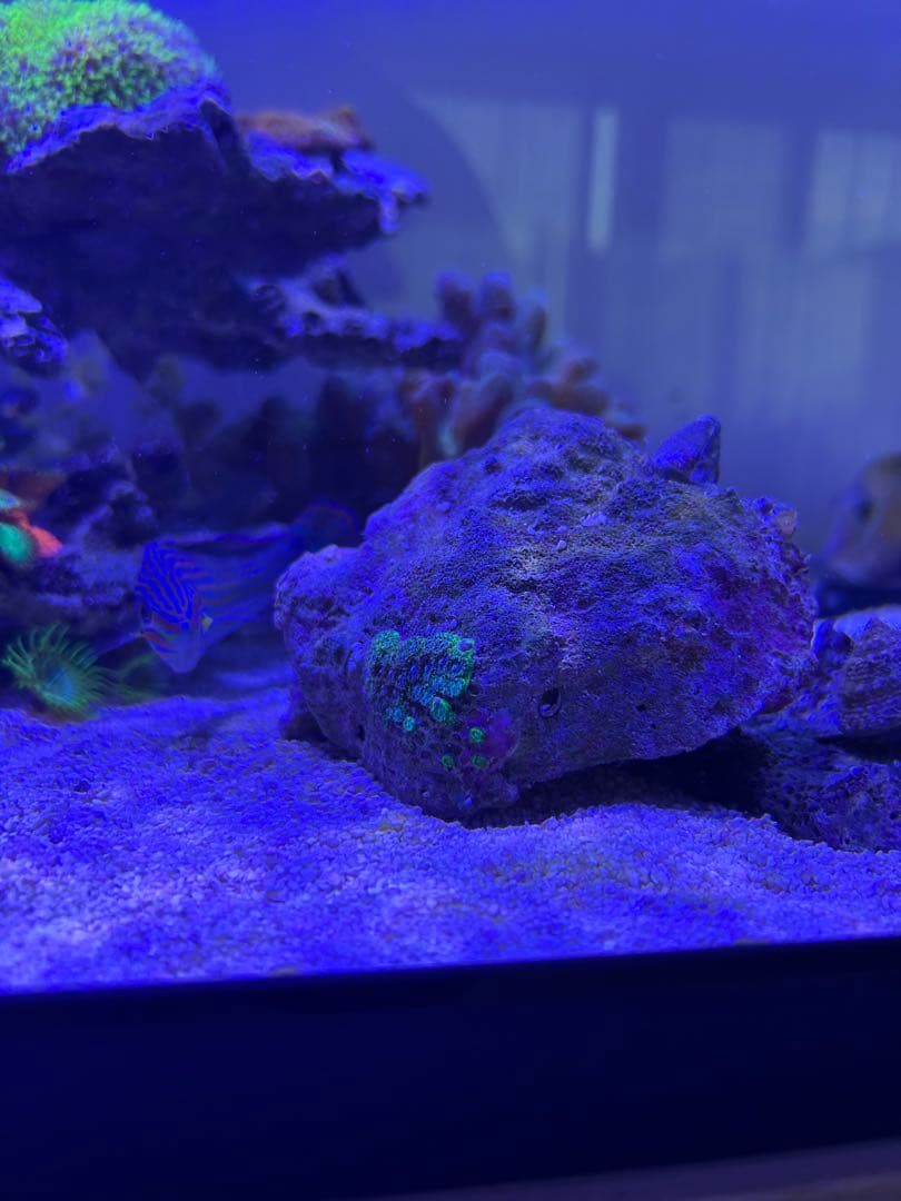 【★】ライブロックセット　海藻ミルおまけ