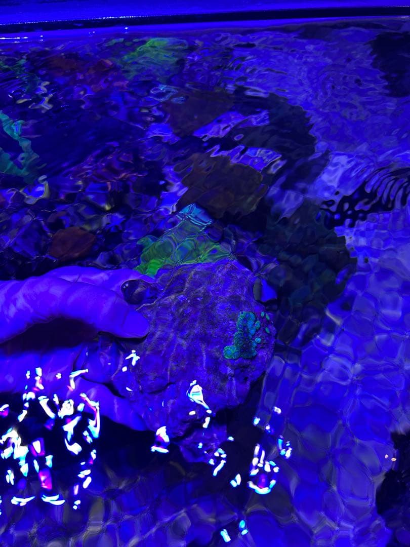 【★】ライブロックセット　海藻ミルおまけ