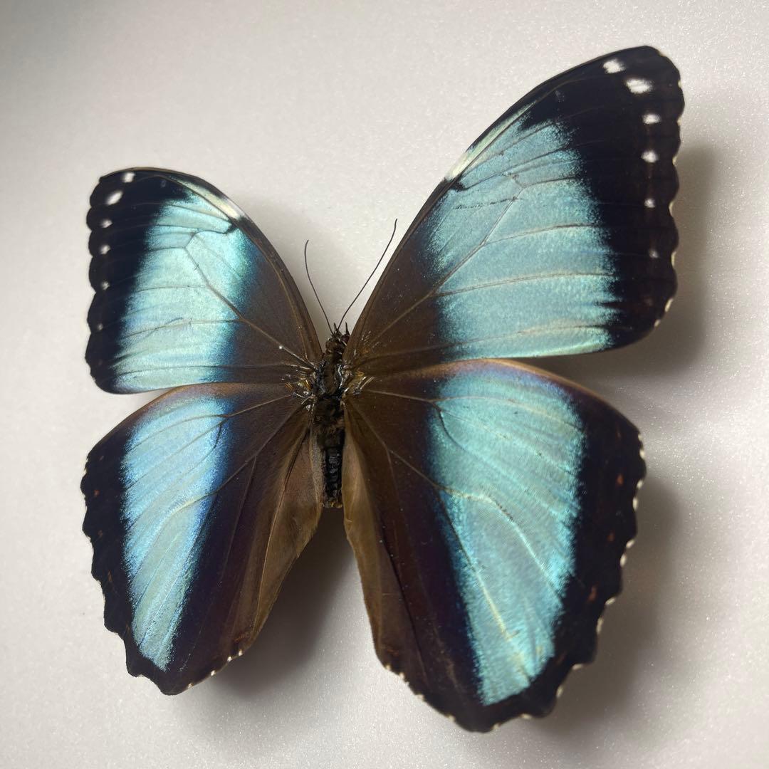 モルフォ蝶Patroclus Orestes.