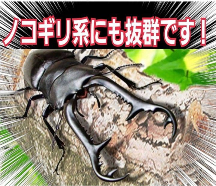 極上！ヒマラヤひらたけ菌糸瓶1500ml【5本】トレハロース、キトサン強化配合！