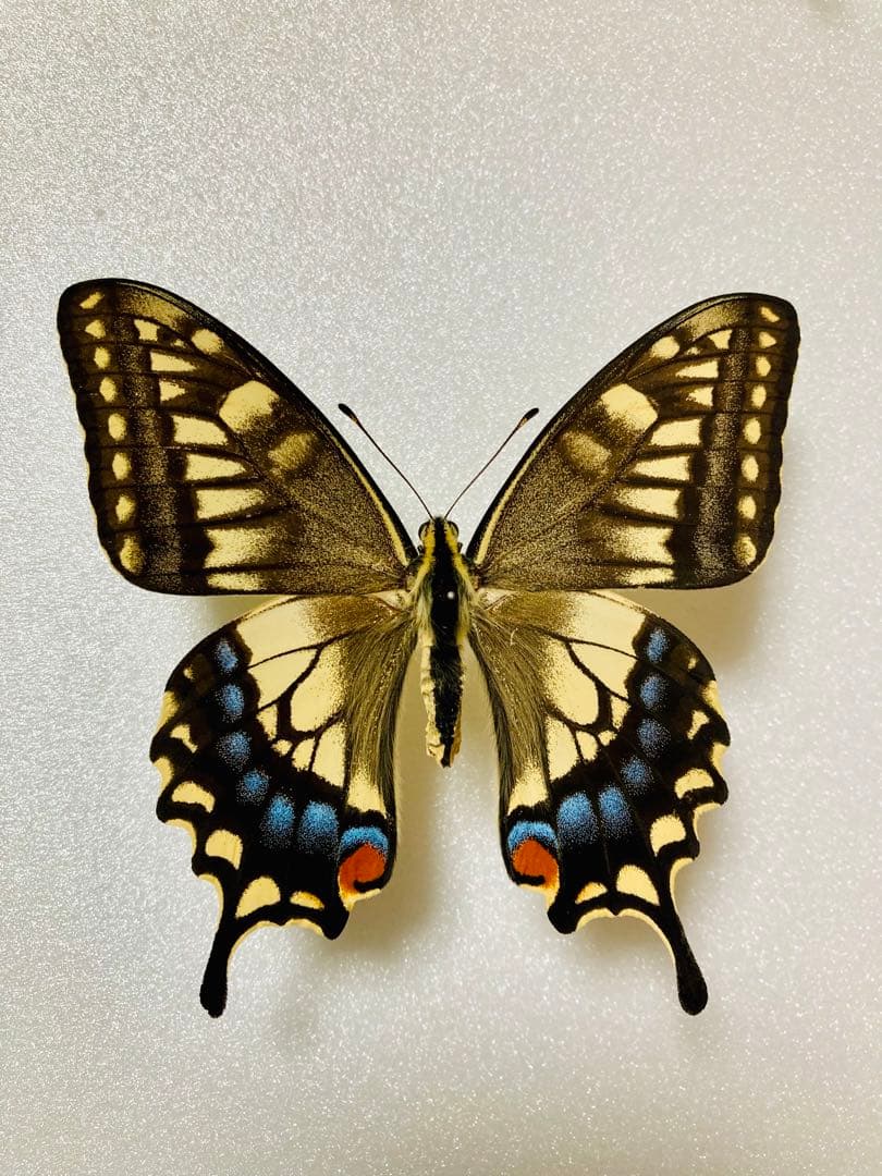 【1ペア】黒化タイプ、キアゲハ（愛知県産）