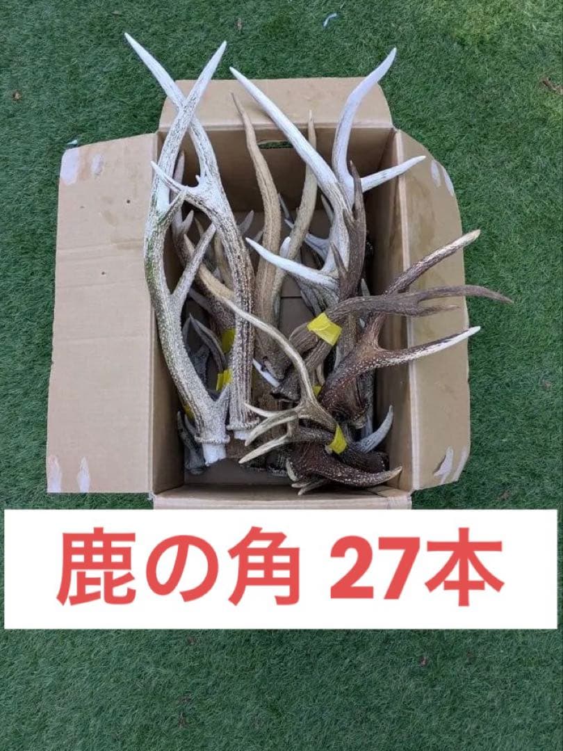 鹿　角　鹿の角 置物　ニホンジカ　27本　まとめ売り