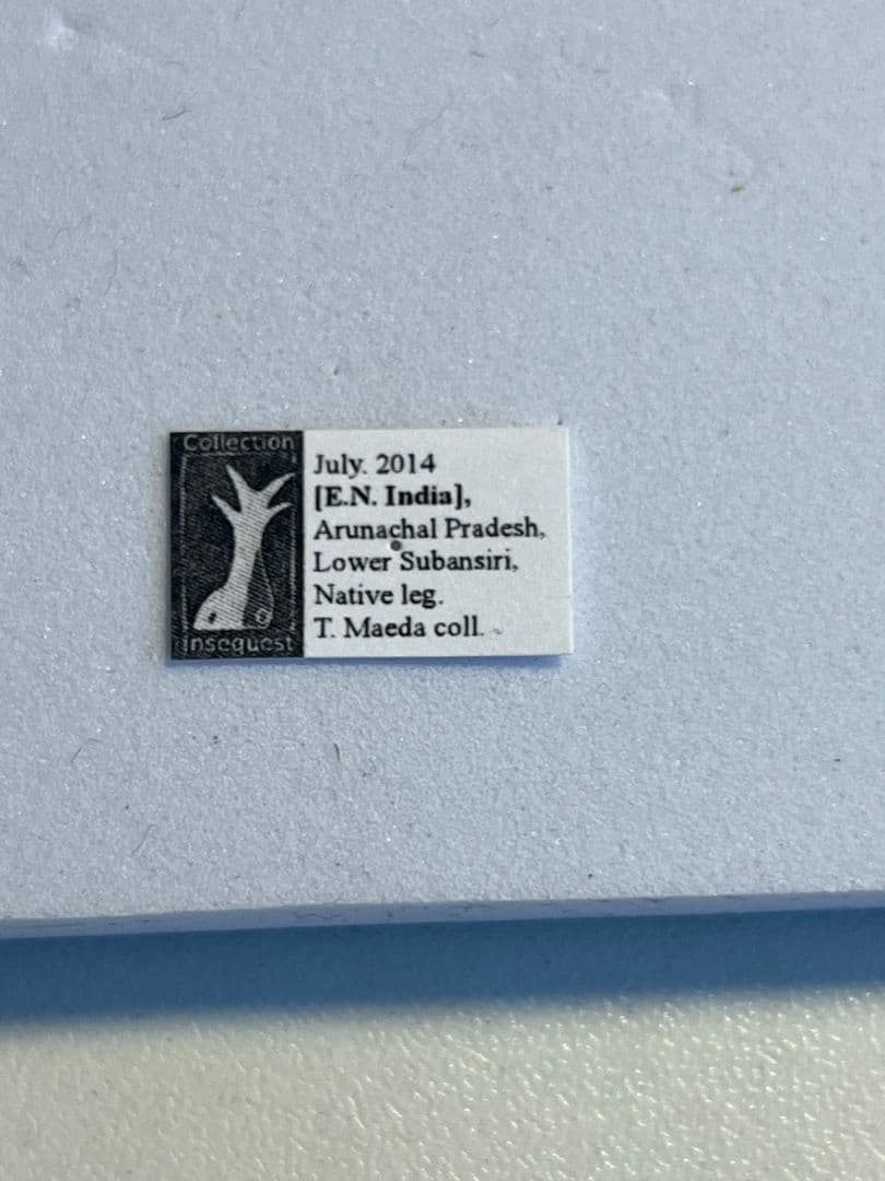 【珍標本】インドのゲジゲジ 奇蟲 昆虫 ムカデ人間サソリモドキタランチュラ