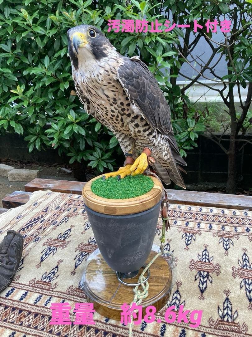 大型猛禽パーチＤ　ファルコンブロック