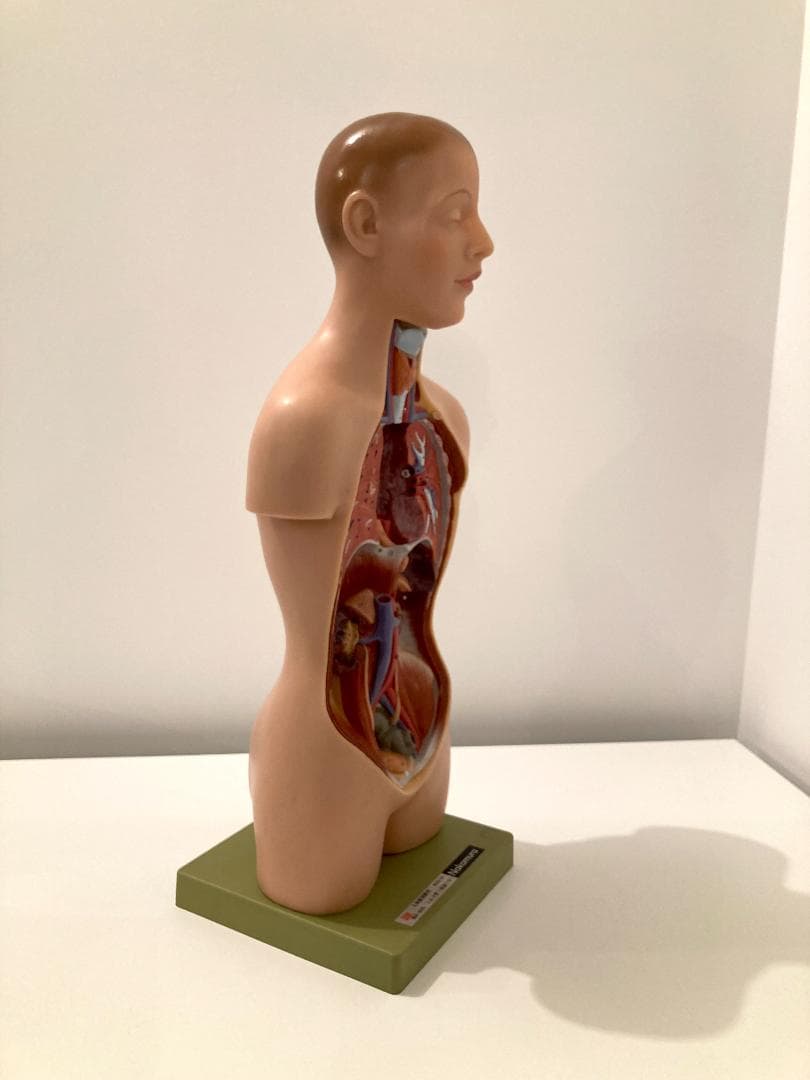 ドイツ ソムソ社製 SOMSO 人体解剖模型