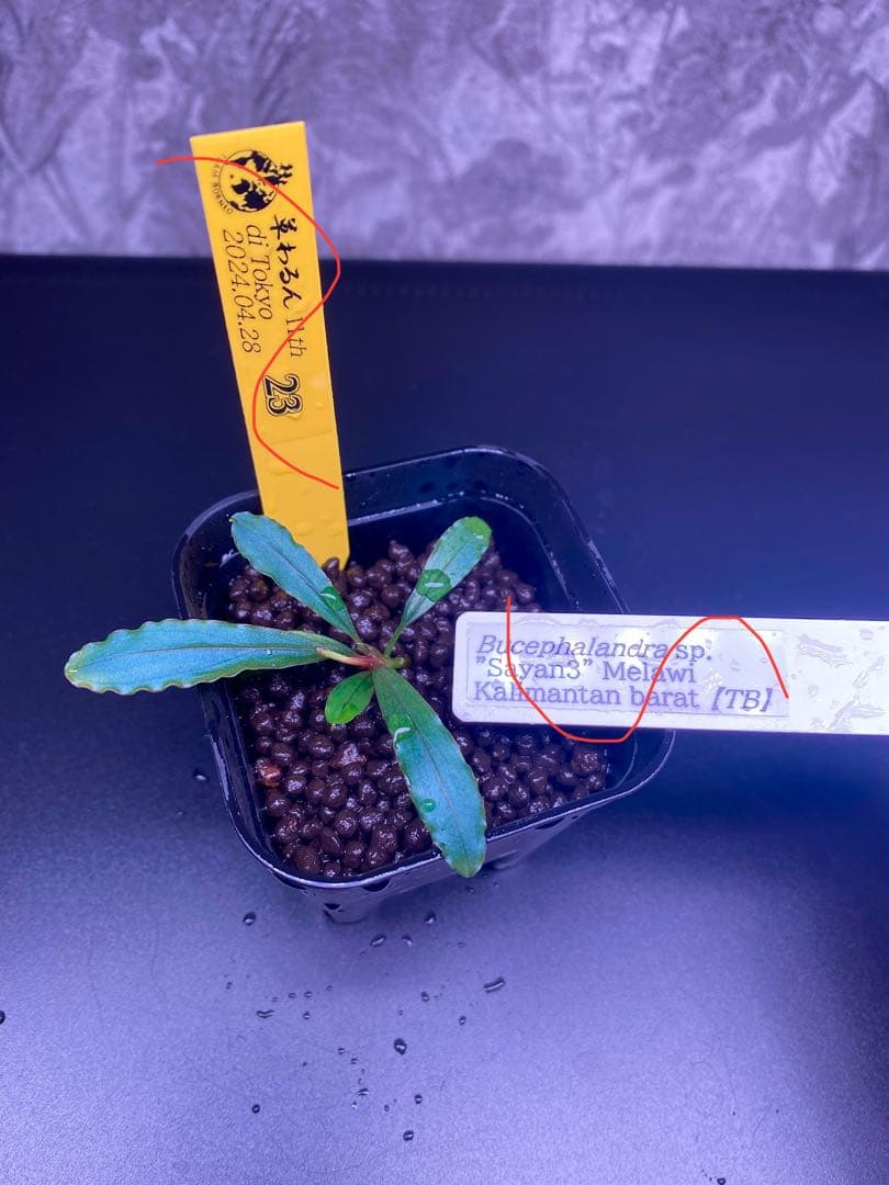 Bucephalandra sp.Sayan3 Melawi 【TB】