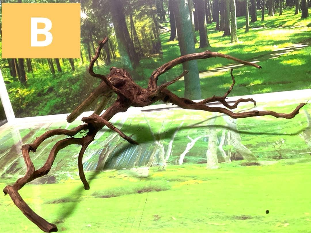 海賊王ご提案用　天然水槽用流木　煮沸沈水確認済　ブランチウッド