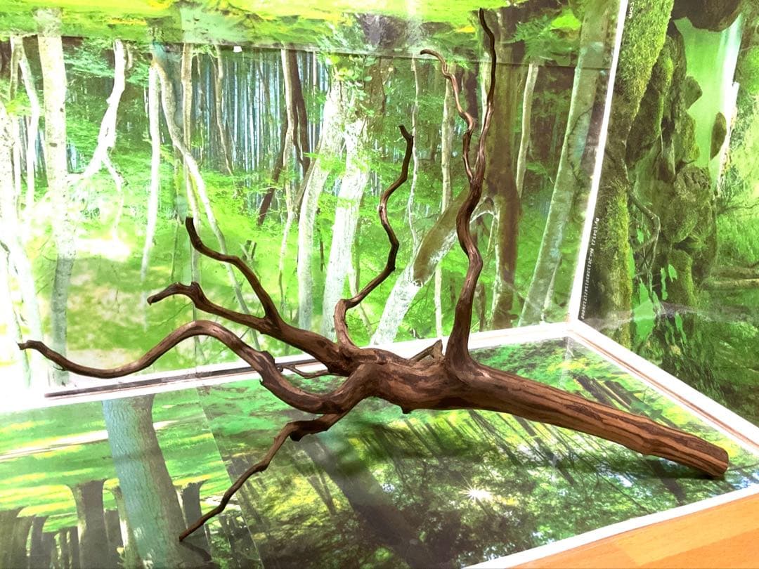 海賊王ご提案用　天然水槽用流木　煮沸沈水確認済　ブランチウッド