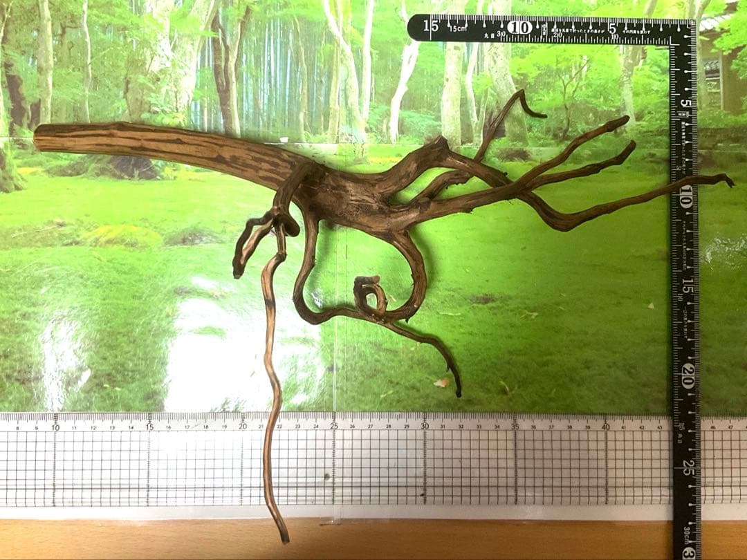 海賊王ご提案用　天然水槽用流木　煮沸沈水確認済　ブランチウッド