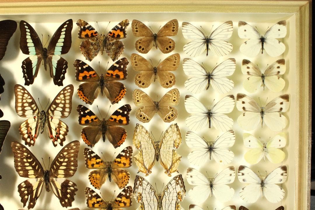 k*3様 オオウラギンヒョウモン等　日本産蝶標本　21種　59頭　大型ドイツ箱入