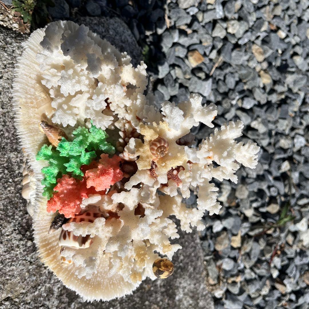 サンゴと貝殻の置物 約25