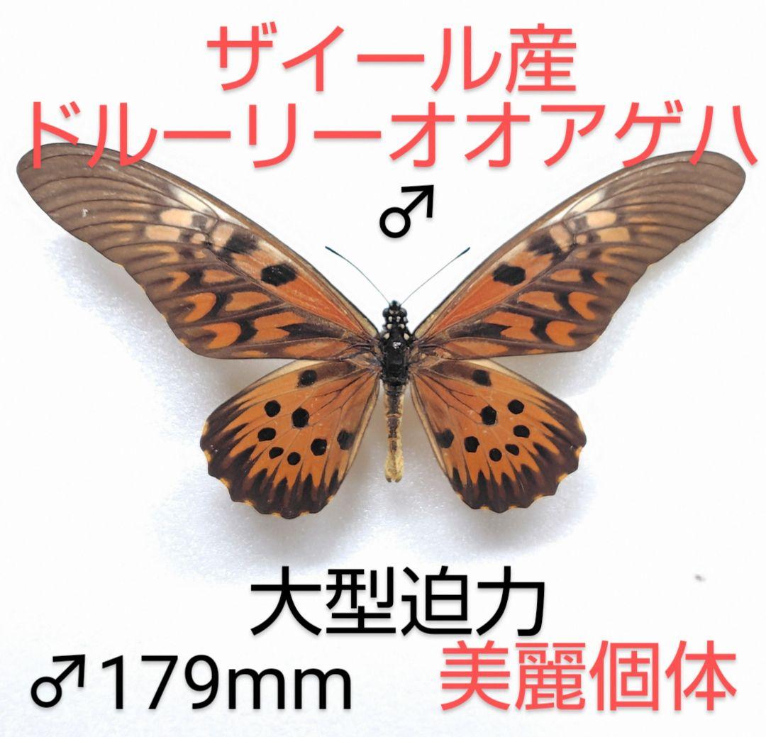 ドルーリーオオアゲハ♂ 標本 ★ザイール産 ★179mm迫力美麗標本