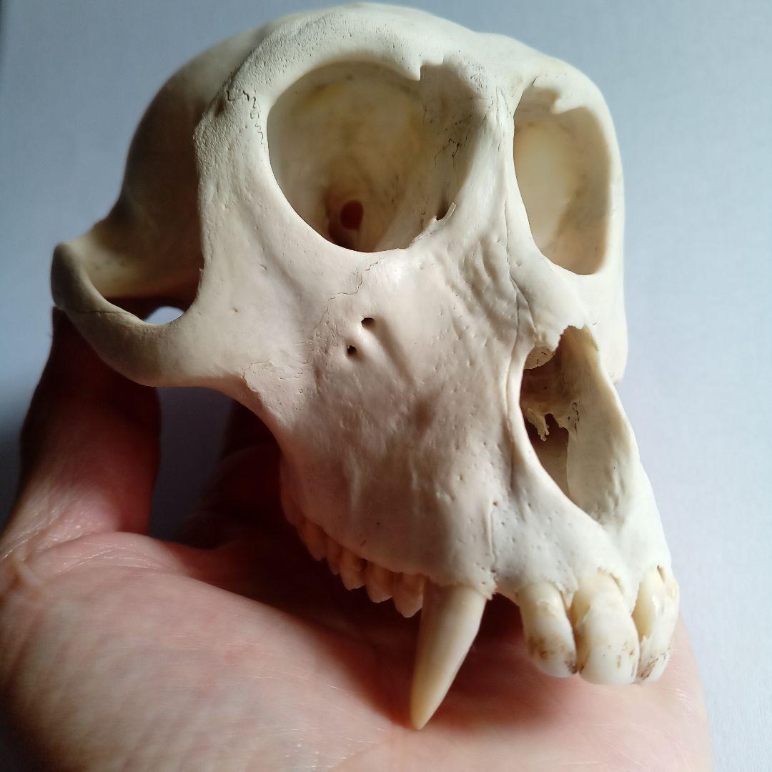 骨格標本　頭骨　ニホンザル　霊長類　スカル