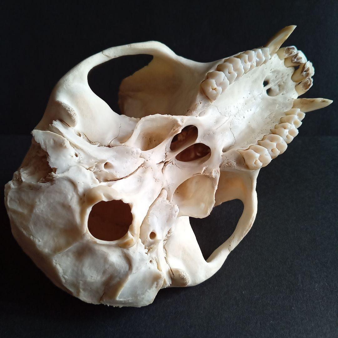 骨格標本　頭骨　ニホンザル　霊長類　スカル