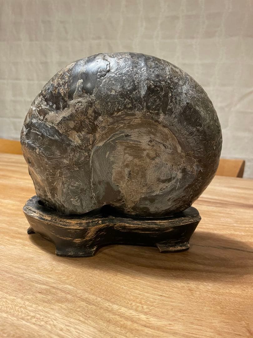 アンモナイト化石　特大サイズ