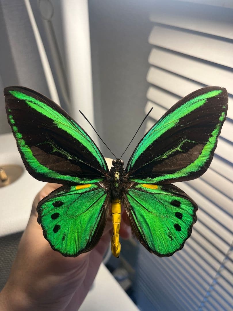 ミドリメガネトリバネアゲハ 展翅標本 外国産蝶標本 標本 蝶 採集品