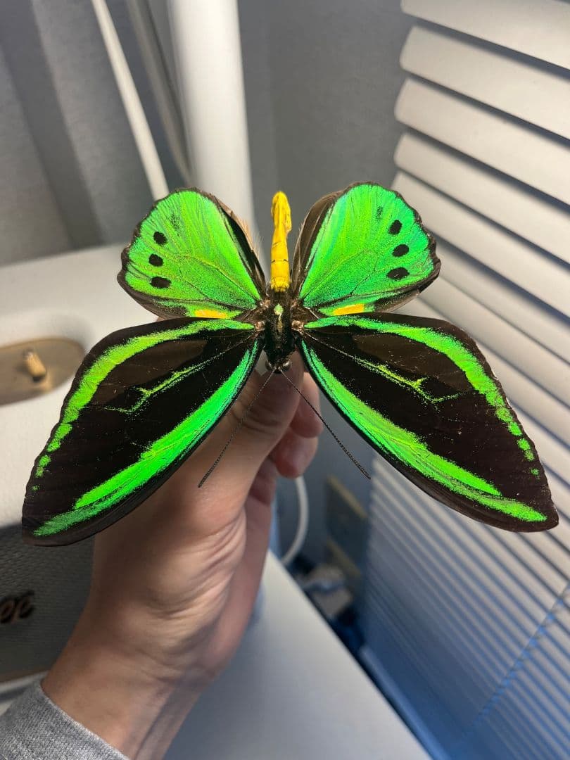 ミドリメガネトリバネアゲハ 展翅標本 外国産蝶標本 標本 蝶 採集品