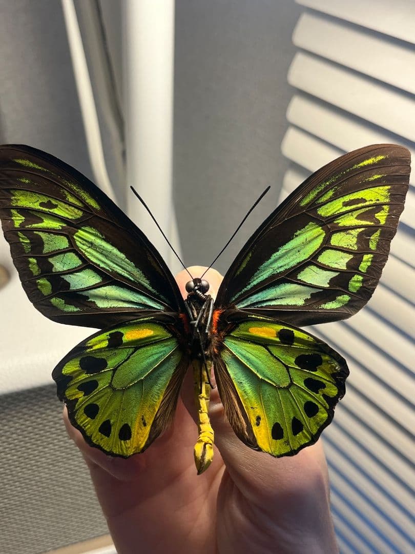 ミドリメガネトリバネアゲハ 展翅標本 外国産蝶標本 標本 蝶 採集品