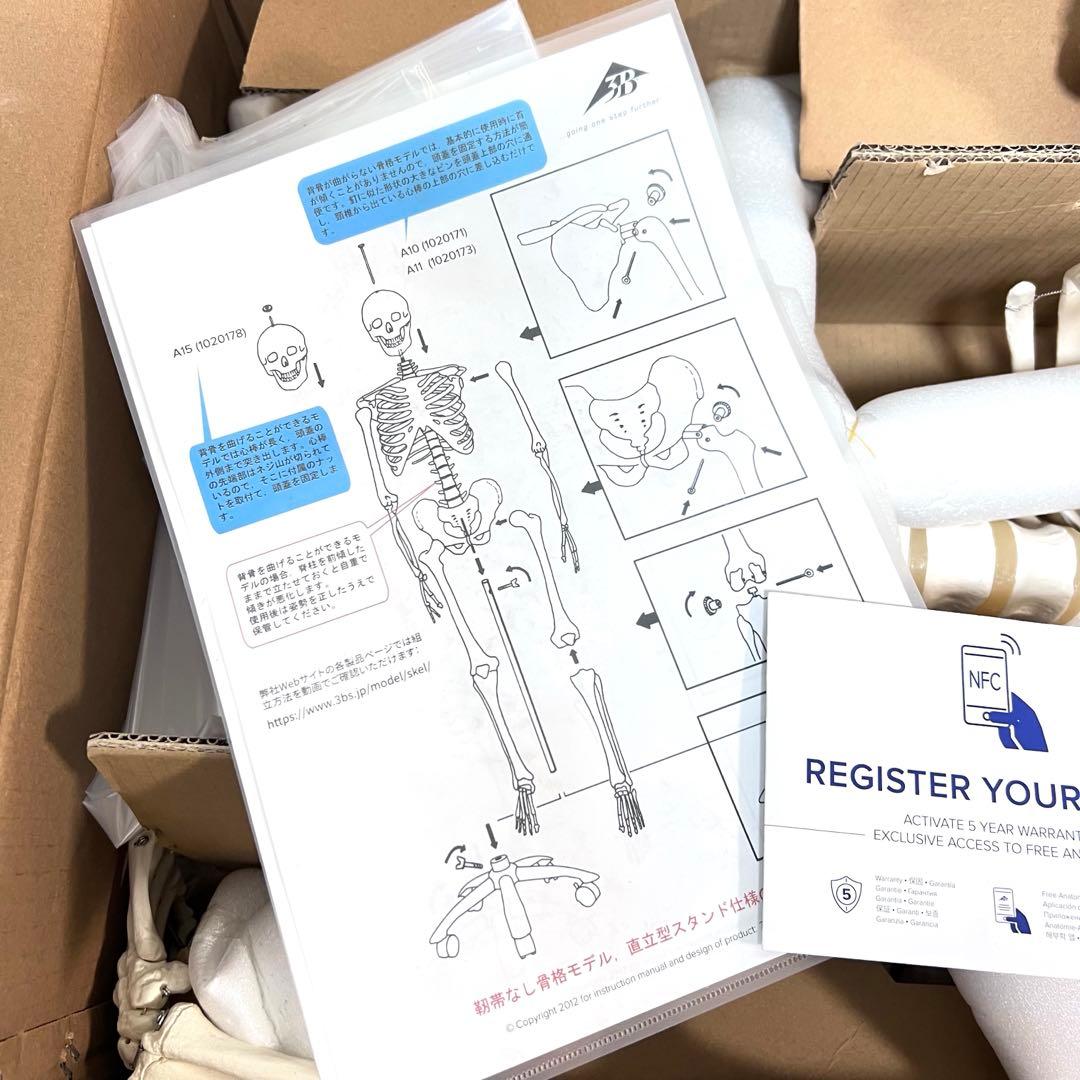 未使用品　人体模型 人体骨格モデルA10 3B SmartAnatomy
