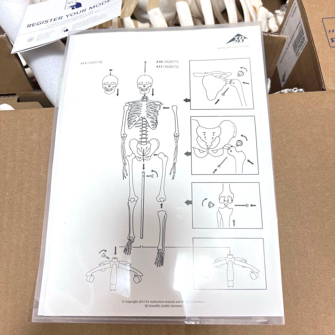 未使用品　人体模型 人体骨格モデルA10 3B SmartAnatomy