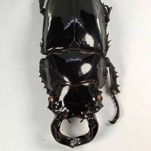 ウガンダ産 カールウエルナイ 72mm