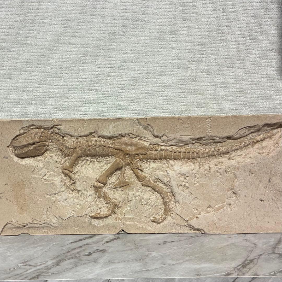 恐竜化石 レプリカ 縦43cm 横16.5cm