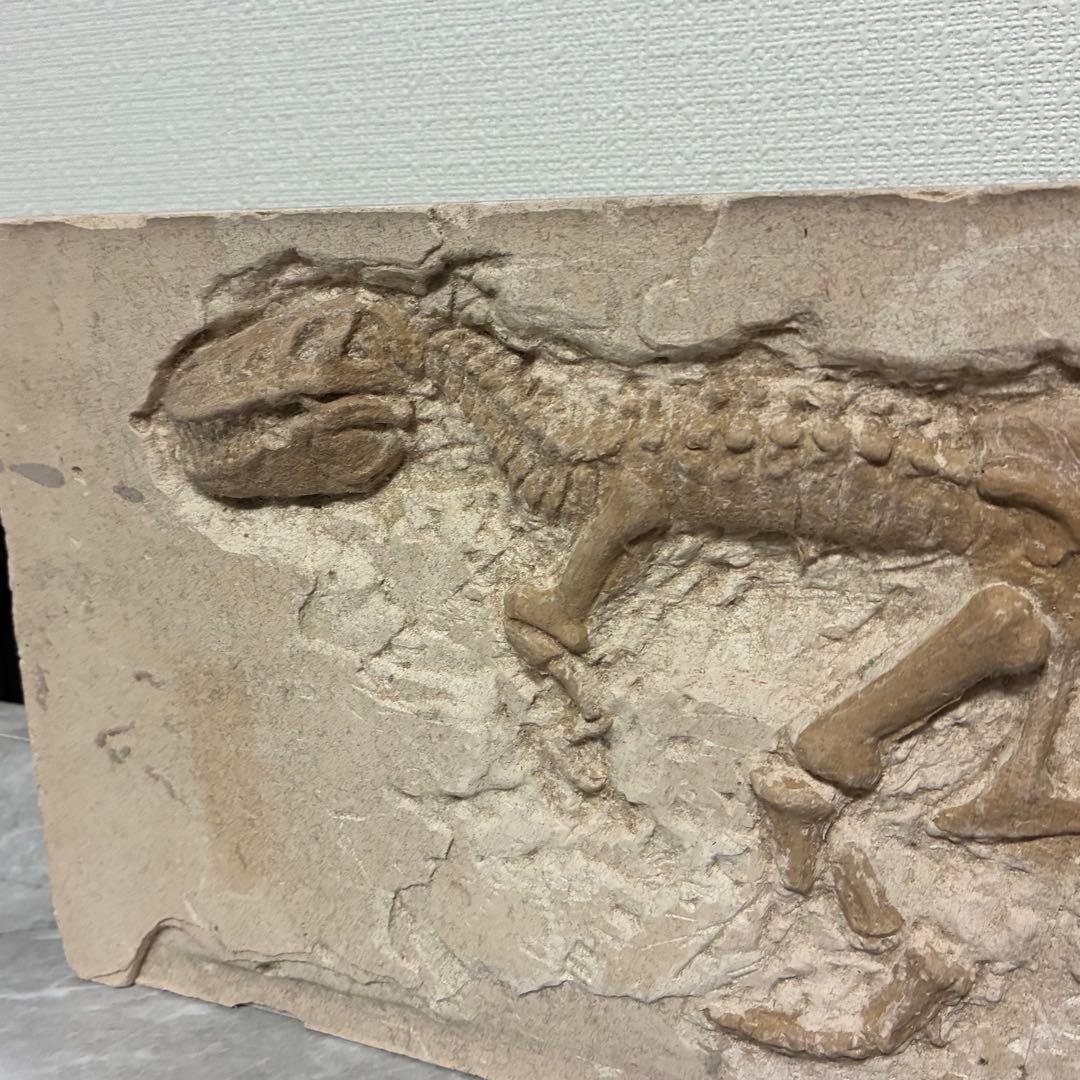 恐竜化石 レプリカ 縦43cm 横16.5cm