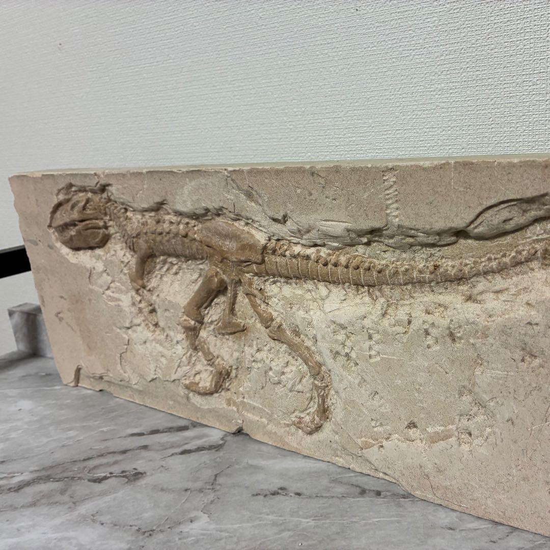 恐竜化石 レプリカ 縦43cm 横16.5cm
