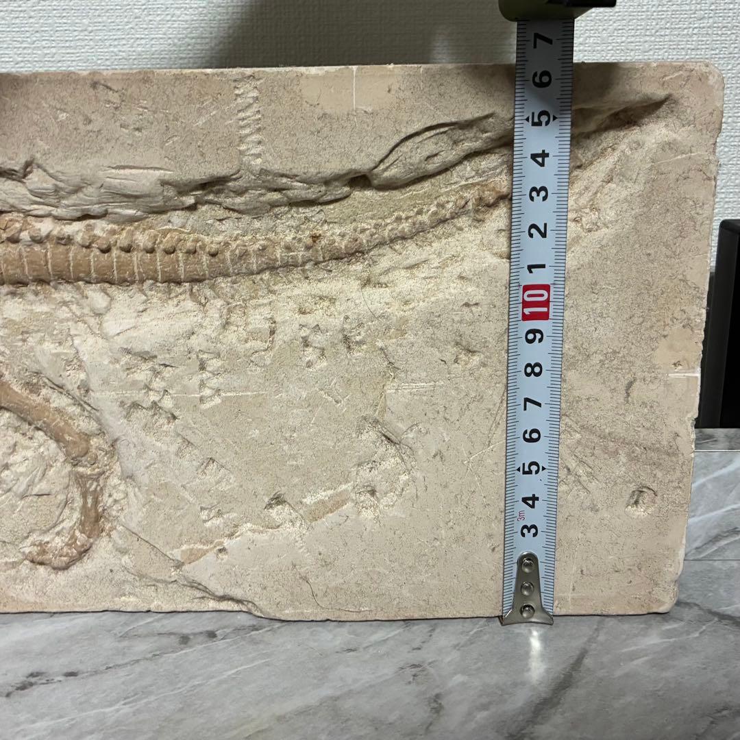 恐竜化石 レプリカ 縦43cm 横16.5cm