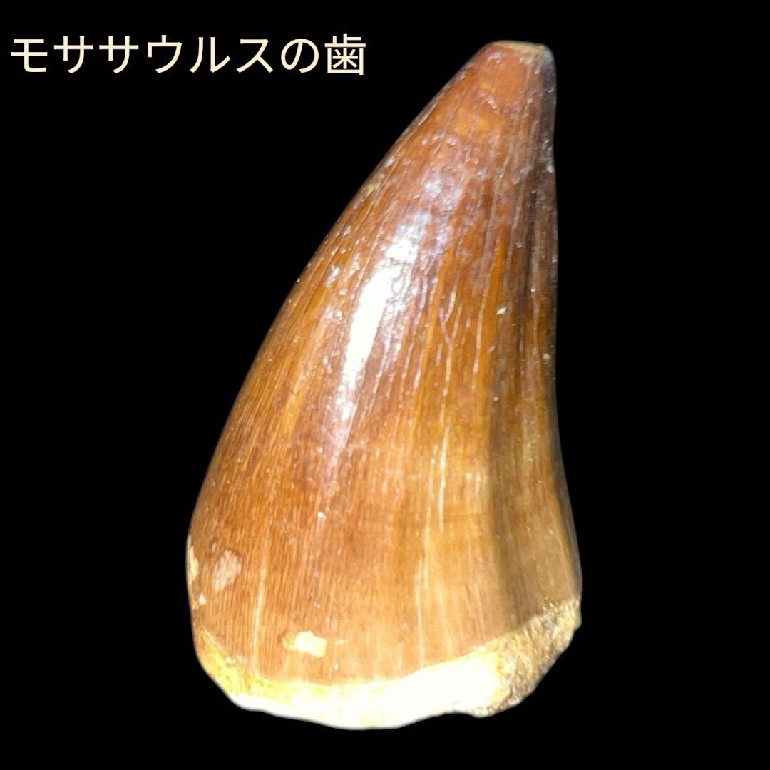 白亜紀の驚異！プログナトドン・ギガンテウスの化石歯 - 極上の一品