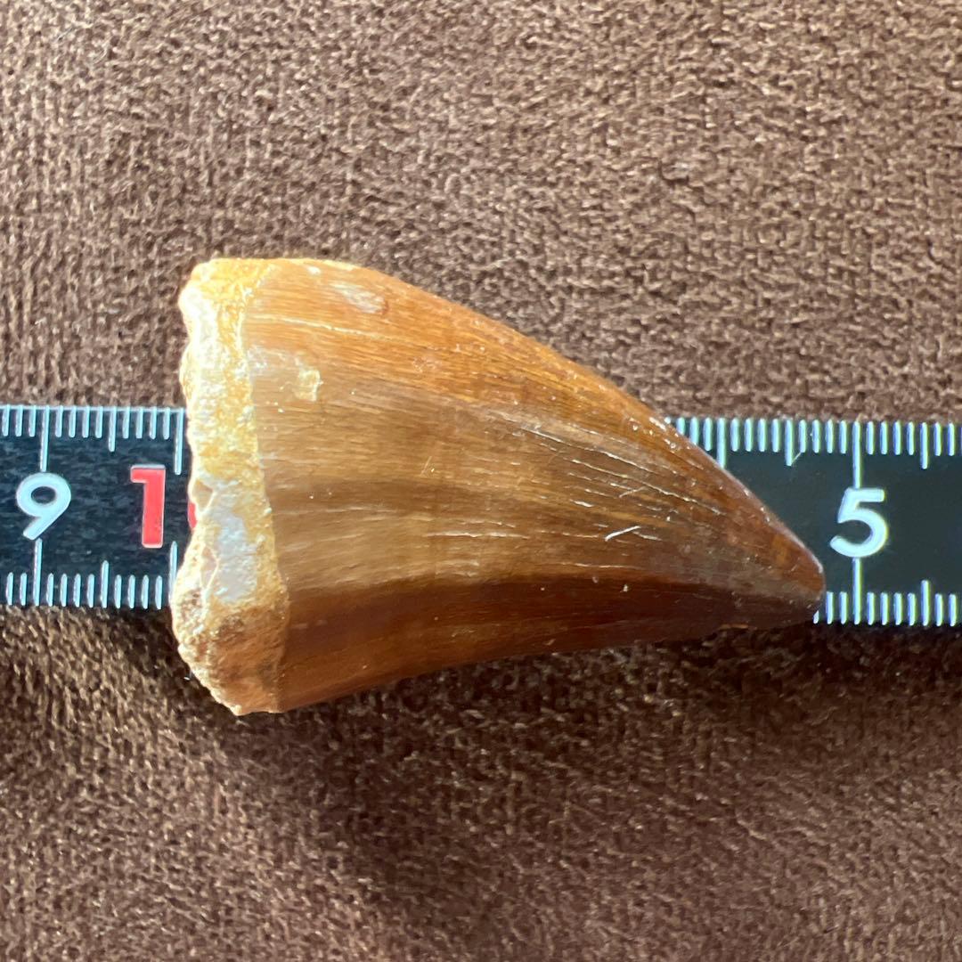 白亜紀の驚異！プログナトドン・ギガンテウスの化石歯 - 極上の一品