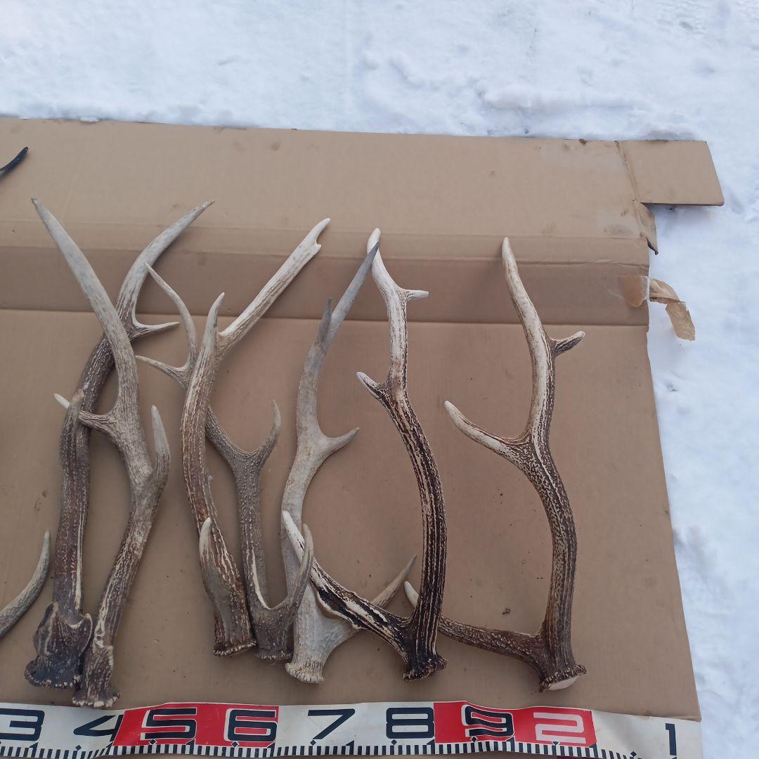 S*i様 蝦夷鹿の角　犬のおもちゃ、工芸品などに ７番